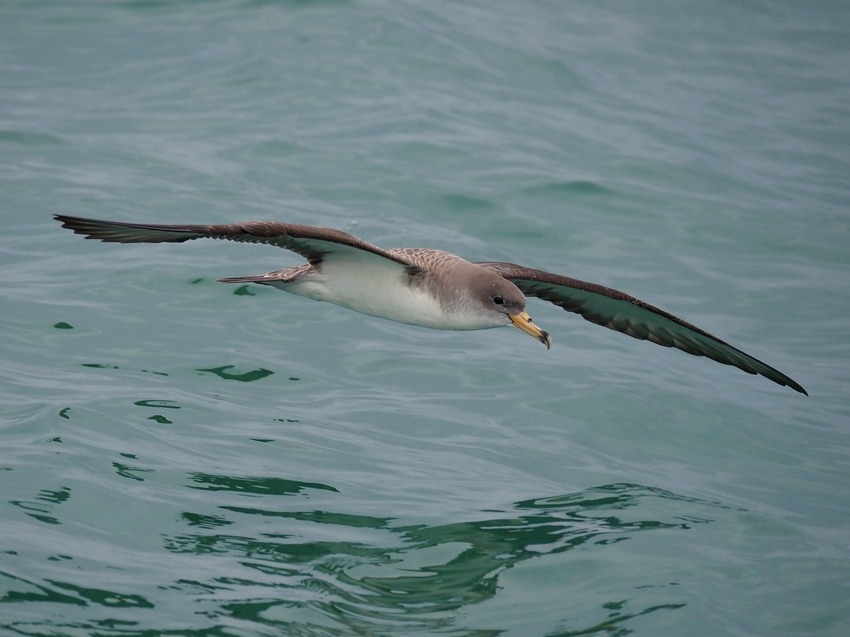 Berta maggiore mediterranea (Calonectris diomedea)